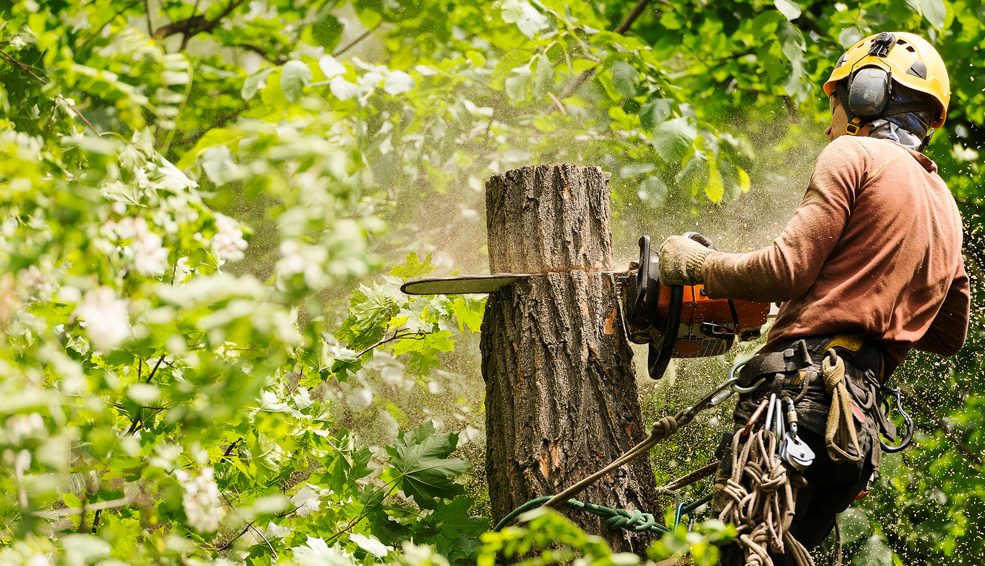 Eddy’s Tree Service Home Eddy's Tree Services & Landscaping